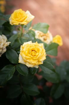 Roses in the garden, Roses are beautiful with a beautiful sunny day.