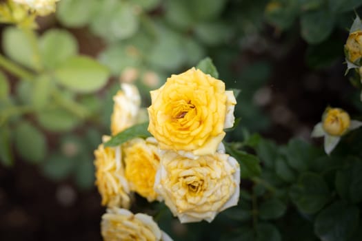 Roses in the garden, Roses are beautiful with a beautiful sunny day.