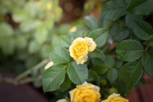 Roses in the garden, Roses are beautiful with a beautiful sunny day.