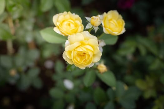 Roses in the garden, Roses are beautiful with a beautiful sunny day.