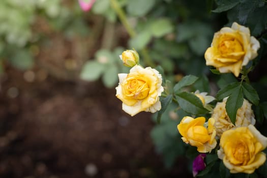 Roses in the garden, Roses are beautiful with a beautiful sunny day.