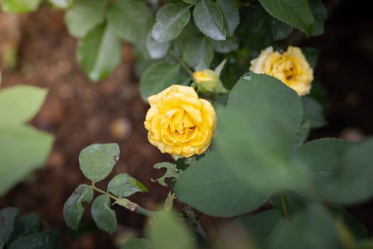 Roses in the garden, Roses are beautiful with a beautiful sunny day.