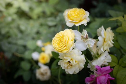 Roses in the garden, Roses are beautiful with a beautiful sunny day.