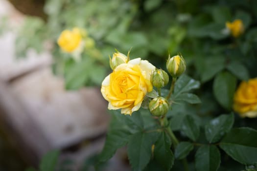 Roses in the garden, Roses are beautiful with a beautiful sunny day.