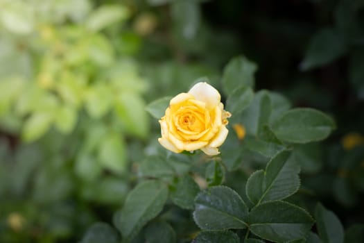 Roses in the garden, Roses are beautiful with a beautiful sunny day.