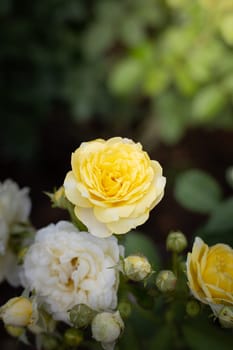 Roses in the garden, Roses are beautiful with a beautiful sunny day.
