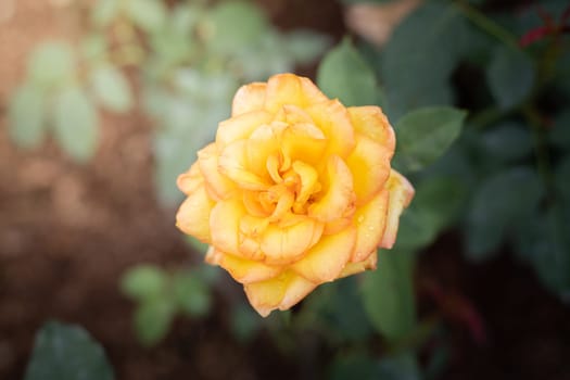 Roses in the garden, Roses are beautiful with a beautiful sunny day.