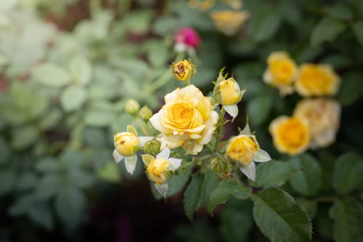 Roses in the garden, Roses are beautiful with a beautiful sunny day.