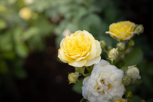 Roses in the garden, Roses are beautiful with a beautiful sunny day.