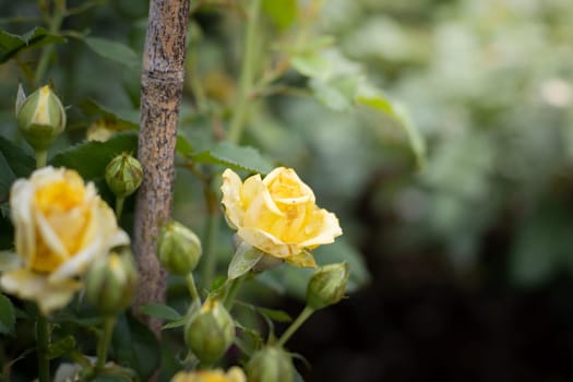 Roses in the garden, Roses are beautiful with a beautiful sunny day.