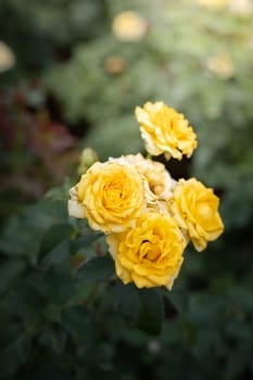 Roses in the garden, Roses are beautiful with a beautiful sunny day.