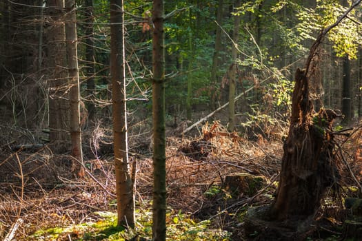 View into an autumnal and overgrown coniferous forest in the north of Germany with light incidence by overturned tree.