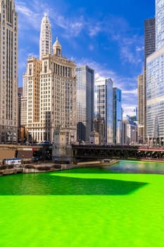 Chicago Skylines building along green dyeing river of Chicago River on St. Patrick day festival in Chicago Downtown IL USA