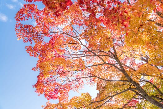 Red leave of maple tree for autumn fall background