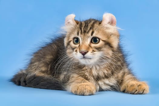 Pedigree cat American Curl (Felis silvestris catus),Longhair,black tabby blotched,male,age 10 weeks