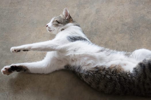 Cat sleeping on the floor, stock photo