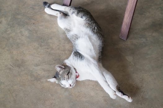 Cat sleeping on the floor, stock photo