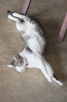 Cat sleeping on the floor, stock photo