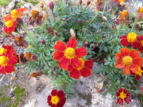 Signet marigold, Tagetes tenuifolia, with flowers in red and yellow