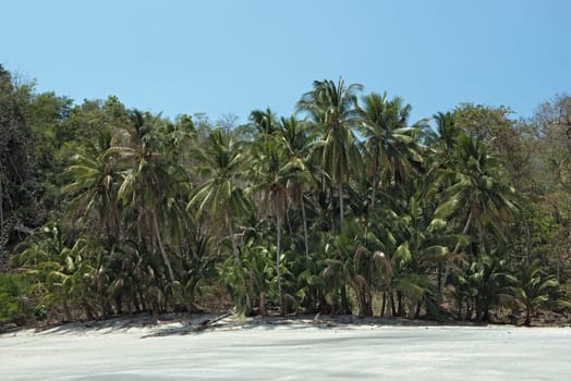 tropical palm beach on the cebaco island panama