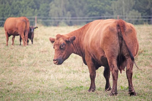 Angus cattle