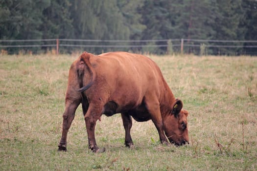 Angus cattle