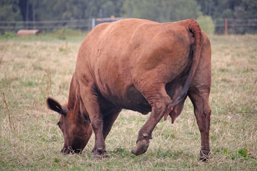 Angus cattle