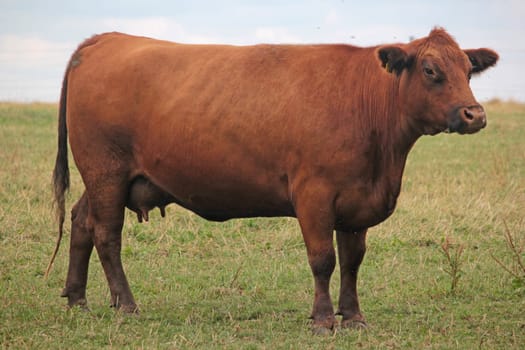 Angus cattle
