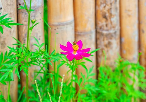 Flower with old bamboo fence in nature background