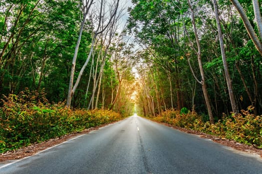 Para rubber tree, latex rubber plantation and tree rubber in southern Thailand
