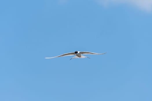Common Tern in Flight over Horicon Marsh in Wisconsin