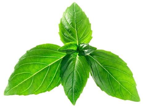 Fragrant Thai Basil (Ocimum basilicum) leaves, isolated