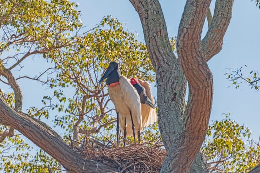 Mating Jabiru on Their Nest in the Pantanal in Brazil