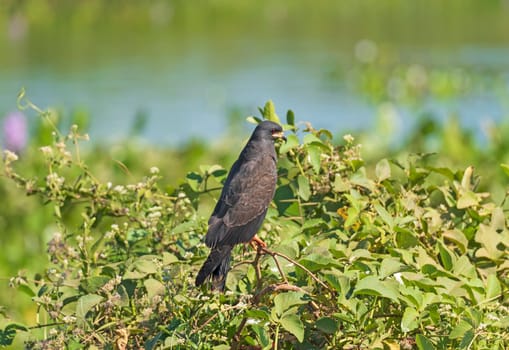 Snail Kite in a Tropical Bush in the Pantanal in Brazil