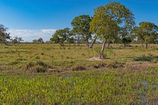 Wetland and the Savannah in the Pantanal in Brazil