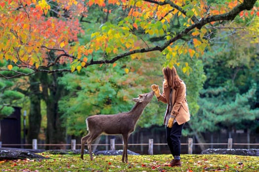Nara, Japan - Nov 21, 2013. Japanese deer playing at Nara Park with red maple leaves tree on autumn season as background