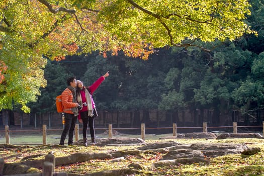Nara, Japan - Nov 21, 2013. Japanese deer playing at Nara Park with red maple leaves tree on autumn season as background