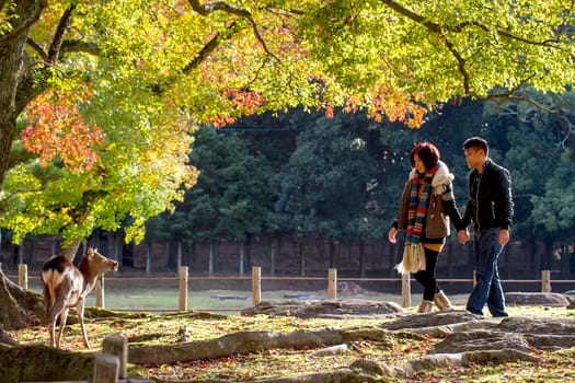 Nara, Japan - Nov 21, 2013. Japanese deer playing at Nara Park with red maple leaves tree on autumn season as background