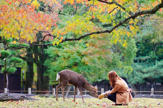 Nara, Japan - Nov 21, 2013. Japanese deer playing at Nara Park with red maple leaves tree on autumn season as background