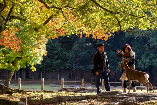 Nara, Japan - Nov 21, 2013. Japanese deer playing at Nara Park with red maple leaves tree on autumn season as background