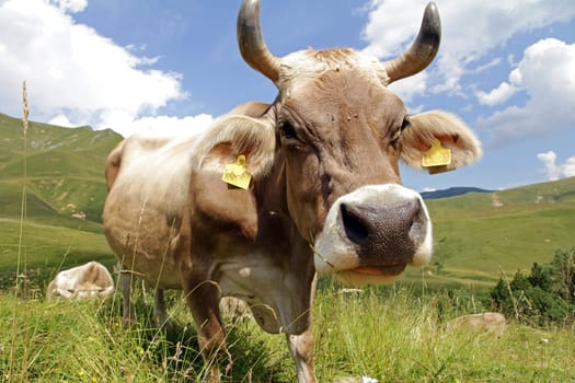 A brown cattle with big horns in the mountains. The head of a cow with horns
