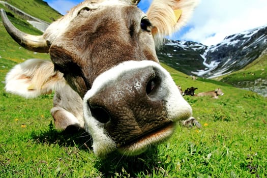 A pretty young brown cattle with horns in the mountains. A curious cow