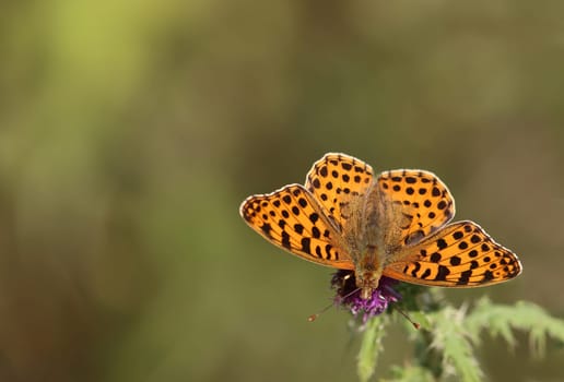 Small mother-of-pearl butterfly Issoria lathonia photographed in Sandhausen