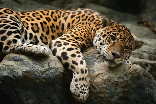jaguar resting on the rock in zoo