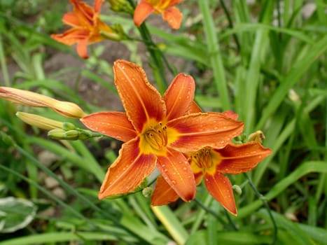 beautiful orange lily flowers, petals covered with drops of morning dew