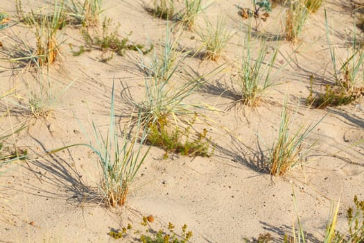 Dune  Sand dunes  Grass, Germany,  Europe..