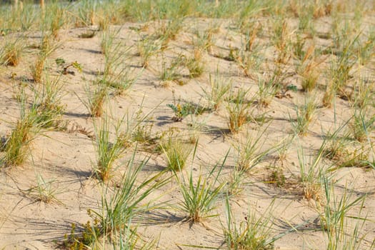 Dune  Sand dunes  Grass, Germany,  Europe..