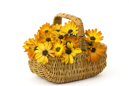 osteospermum - orange african daisy in a basket on white background