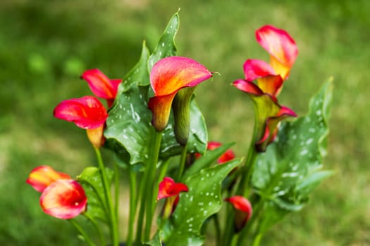 Big red-orange flowers of Zantedeschia Quatar, arum lily, calla lily, calla. Herbaceous, perennial, flowering plants in the family Araceae