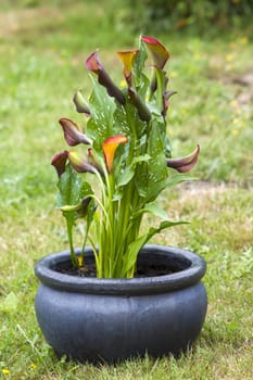 Big red-orange flowers of Zantedeschia Quatar, arum lily, calla lily, calla. Herbaceous, perennial, flowering plants in the family Araceae